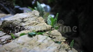 蕨叶生长在瀑布的岩石中。 <strong>高清高清</strong>